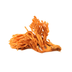 Schweben cordyceps1